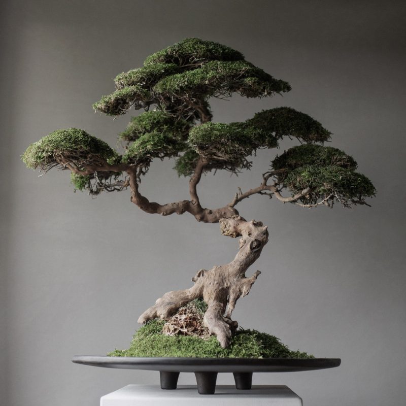 Duck Tray, Big - Coffee - Labotanica Collaboration Zwarte schaal met Bonsai bij Houweling Interieur. Decoratieve schaal met platte vorm.